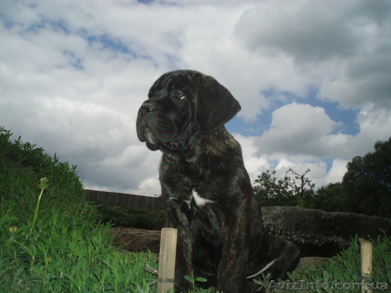 кане-корсо щенки - <ro>Изображение</ro><ru>Изображение</ru> #3, <ru>Объявление</ru> #32804