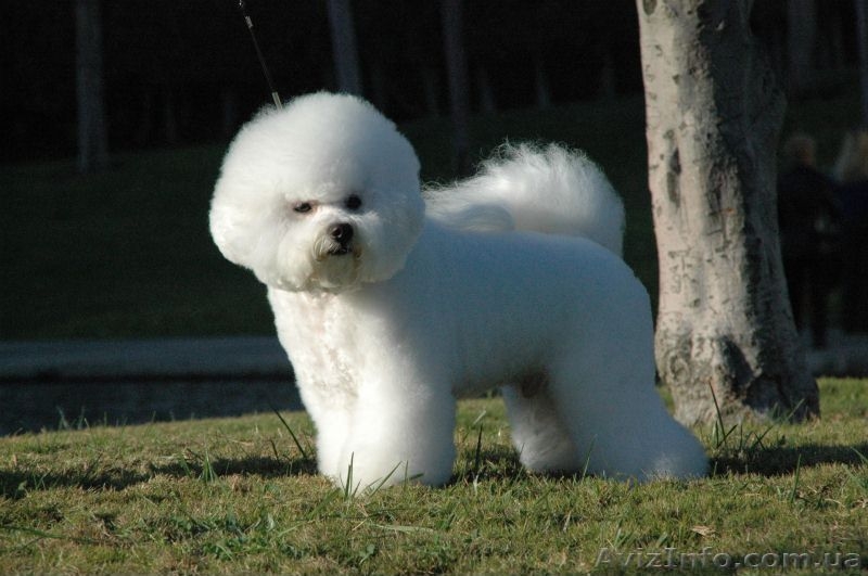 Питомник Бишон-Фризе "Frizzled life" - <ro>Изображение</ro><ru>Изображение</ru> #3, <ru>Объявление</ru> #33132
