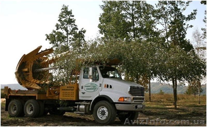 Посадка крупномеров. Пересадка деревьев.  Ландшафтное проектирование.  - <ro>Изображение</ro><ru>Изображение</ru> #3, <ru>Объявление</ru> #27677