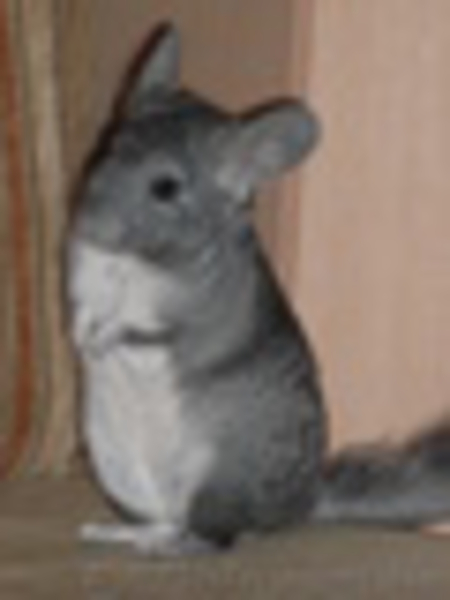 продам шиншиллу-мальчика, р-н Днепровский - <ro>Изображение</ro><ru>Изображение</ru> #3, <ru>Объявление</ru> #34888