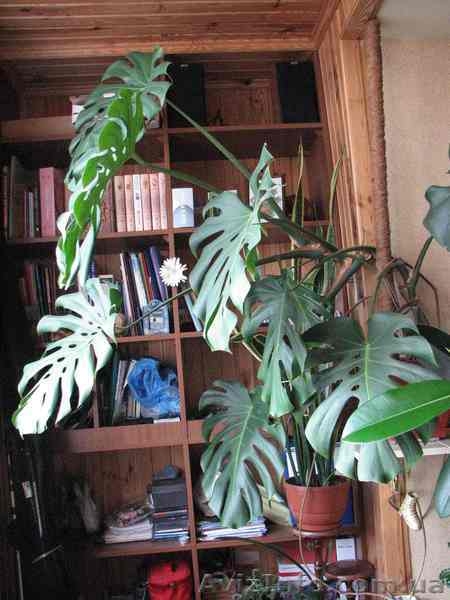           продам      монстеру     своя           - <ro>Изображение</ro><ru>Изображение</ru> #1, <ru>Объявление</ru> #43943