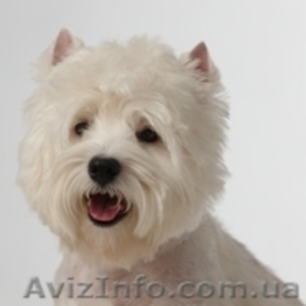    ЩЕНКИ ВЕСТ ХАЙЛЕНД  УАЙТ  ТЕРЬЕР /West Highland White Terrier - <ro>Изображение</ro><ru>Изображение</ru> #2, <ru>Объявление</ru> #41431