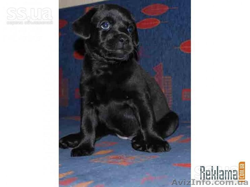 щенки лабрадора-ретривера - <ro>Изображение</ro><ru>Изображение</ru> #3, <ru>Объявление</ru> #43877