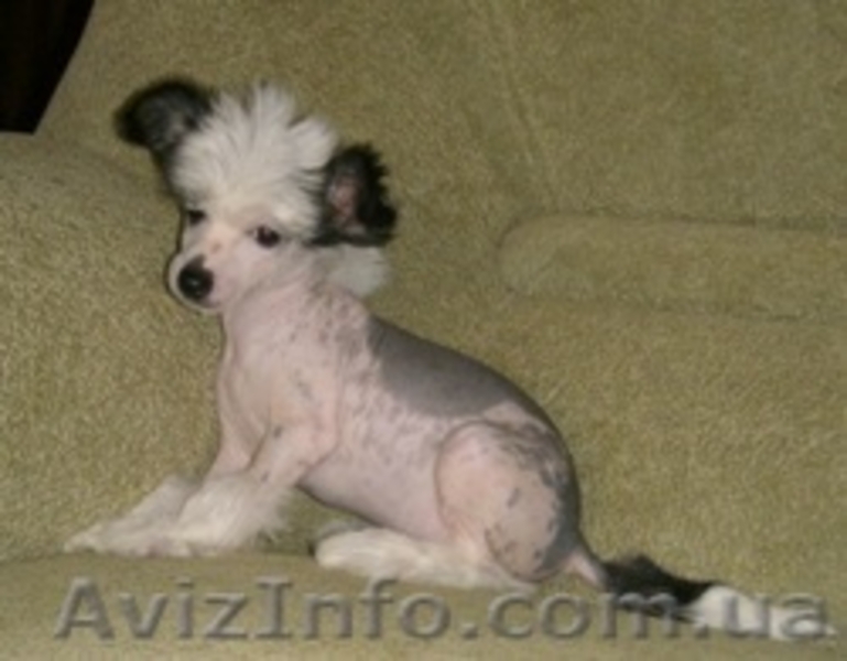 Щенок Китайской хохлатой - <ro>Изображение</ro><ru>Изображение</ru> #2, <ru>Объявление</ru> #42316