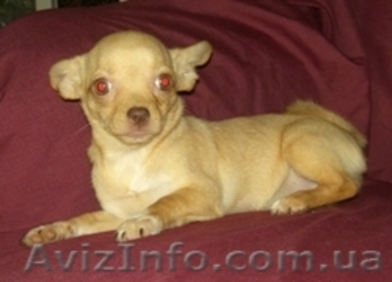 чихуахуа щенки  - <ro>Изображение</ro><ru>Изображение</ru> #2, <ru>Объявление</ru> #42310