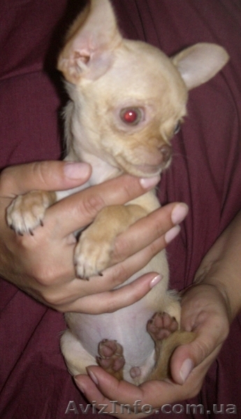 щенок чихуахуа девочка супер МИНИ. Возможен Торг - <ro>Изображение</ro><ru>Изображение</ru> #2, <ru>Объявление</ru> #45812
