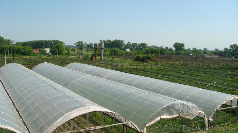 Продаётся действующее тепличное хозяйство, Русанов  - <ro>Изображение</ro><ru>Изображение</ru> #1, <ru>Объявление</ru> #44702