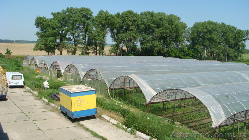 Продаётся действующее тепличное хозяйство, Русанов  - <ro>Изображение</ro><ru>Изображение</ru> #2, <ru>Объявление</ru> #44702