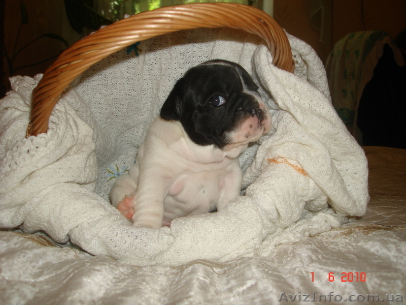 Продам щенков французского бульдога - <ro>Изображение</ro><ru>Изображение</ru> #3, <ru>Объявление</ru> #40581