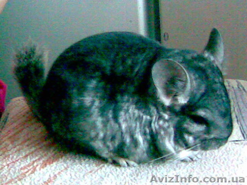 Продам шиншилу с клеткой - <ro>Изображение</ro><ru>Изображение</ru> #1, <ru>Объявление</ru> #38360