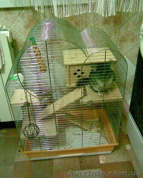 Продам шиншилу с клеткой - <ro>Изображение</ro><ru>Изображение</ru> #2, <ru>Объявление</ru> #38360