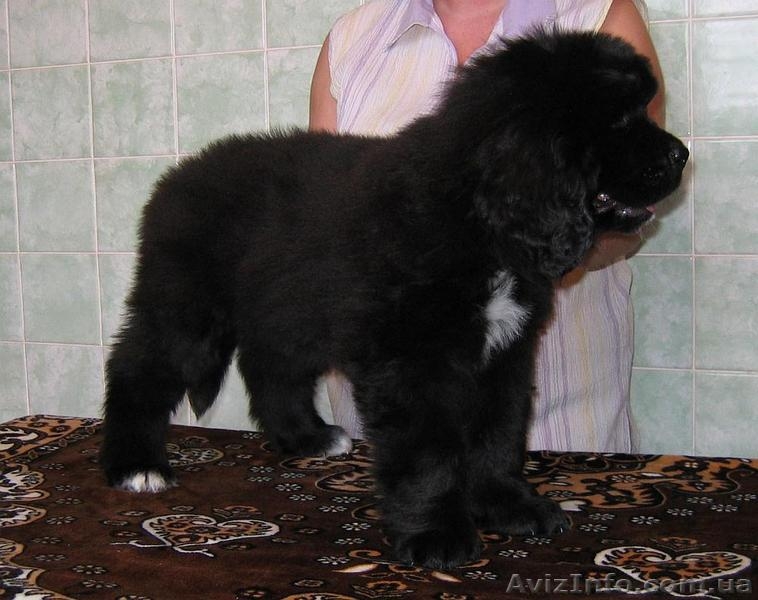 Щенки ньюфаундленда в Харькове ( шоу класс) - <ro>Изображение</ro><ru>Изображение</ru> #3, <ru>Объявление</ru> #40965