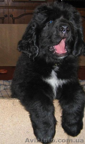 Щенки ньюфаундленда в Харькове ( шоу класс) - <ro>Изображение</ro><ru>Изображение</ru> #4, <ru>Объявление</ru> #40965