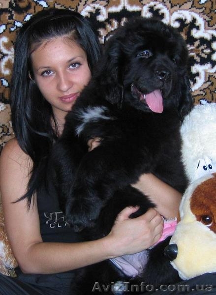 Щенки ньюфаундленда в Харькове ( шоу класс) - <ro>Изображение</ro><ru>Изображение</ru> #1, <ru>Объявление</ru> #40965