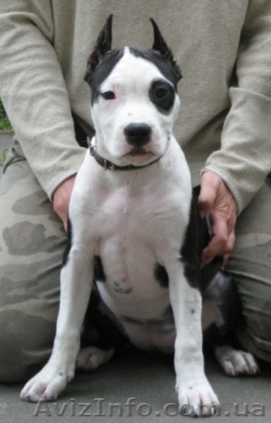 Амер. Стафф. Терьер щенки ШОУ-класса - <ro>Изображение</ro><ru>Изображение</ru> #1, <ru>Объявление</ru> #43714