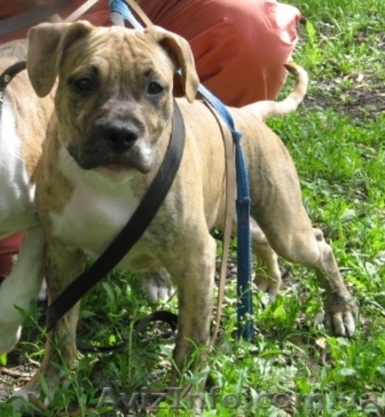 Амер. Стафф. Терьер щенки ШОУ-класса - <ro>Изображение</ro><ru>Изображение</ru> #2, <ru>Объявление</ru> #43714