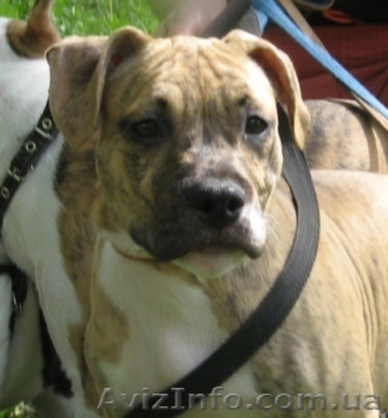 Амер. Стафф. Терьер щенки ШОУ-класса - <ro>Изображение</ro><ru>Изображение</ru> #3, <ru>Объявление</ru> #43714