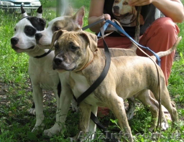 Амер. Стафф. Терьер щенки ШОУ-класса - <ro>Изображение</ro><ru>Изображение</ru> #4, <ru>Объявление</ru> #43714