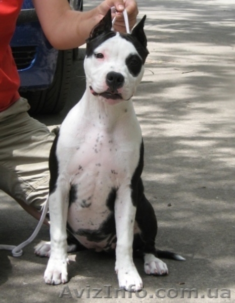 Супер щенок девочка Американского Стаффоршидского Терьера (стафф терьер - <ro>Изображение</ro><ru>Изображение</ru> #2, <ru>Объявление</ru> #45917