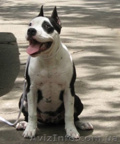 Супер щенок девочка Американского Стаффоршидского Терьера (стафф терьер - <ro>Изображение</ro><ru>Изображение</ru> #1, <ru>Объявление</ru> #45917