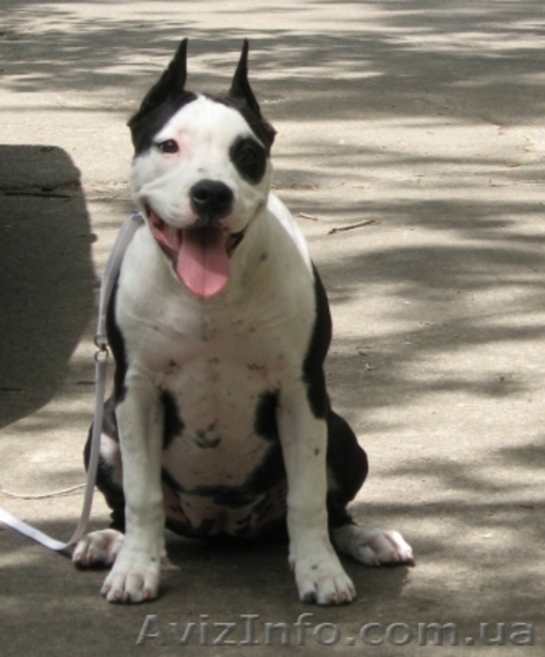 Супер щенок девочка Американского Стаффоршидского Терьера (стафф терьер - <ro>Изображение</ro><ru>Изображение</ru> #4, <ru>Объявление</ru> #45917