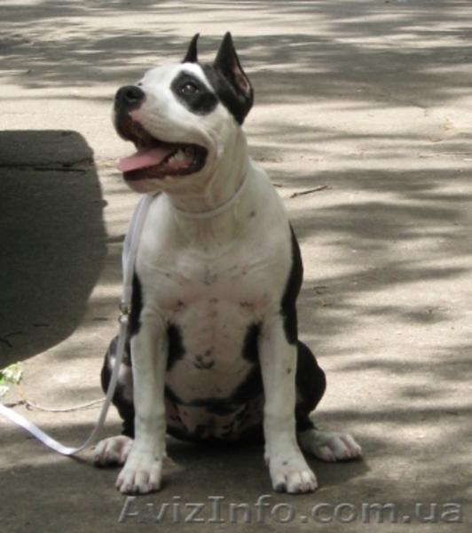 Супер щенок девочка Американского Стаффоршидского Терьера (стафф терьер - <ro>Изображение</ro><ru>Изображение</ru> #3, <ru>Объявление</ru> #45917