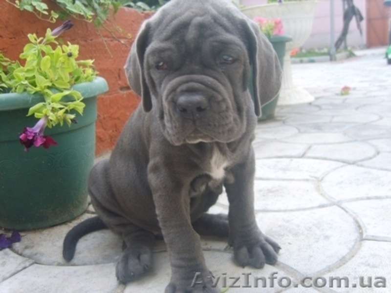 Щенки мастино-наполетано - <ro>Изображение</ro><ru>Изображение</ru> #4, <ru>Объявление</ru> #47518