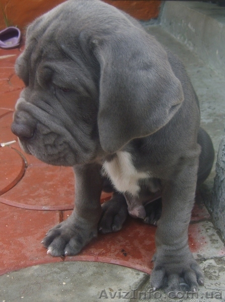 Щенки мастино-наполетано - <ro>Изображение</ro><ru>Изображение</ru> #2, <ru>Объявление</ru> #47518