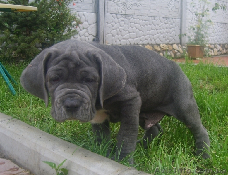 Щенки мастино-наполетано - <ro>Изображение</ro><ru>Изображение</ru> #1, <ru>Объявление</ru> #47518