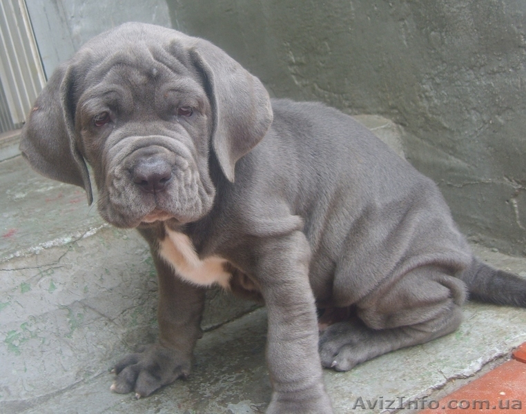 Щенки мастино-наполетано - <ro>Изображение</ro><ru>Изображение</ru> #3, <ru>Объявление</ru> #47518