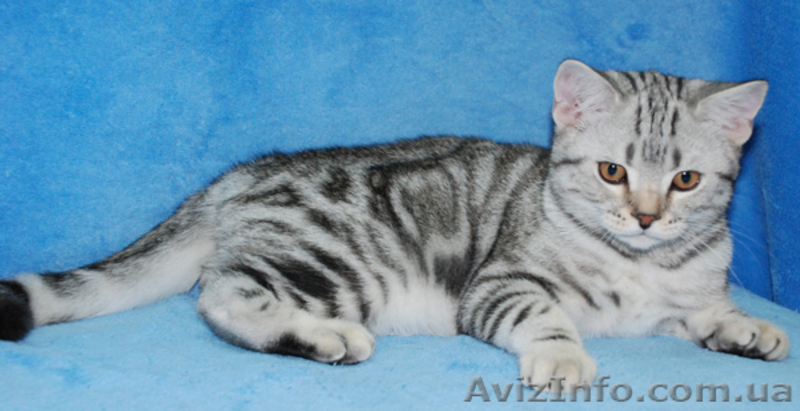 Британские котята вискасных окрасов - <ro>Изображение</ro><ru>Изображение</ru> #5, <ru>Объявление</ru> #47286