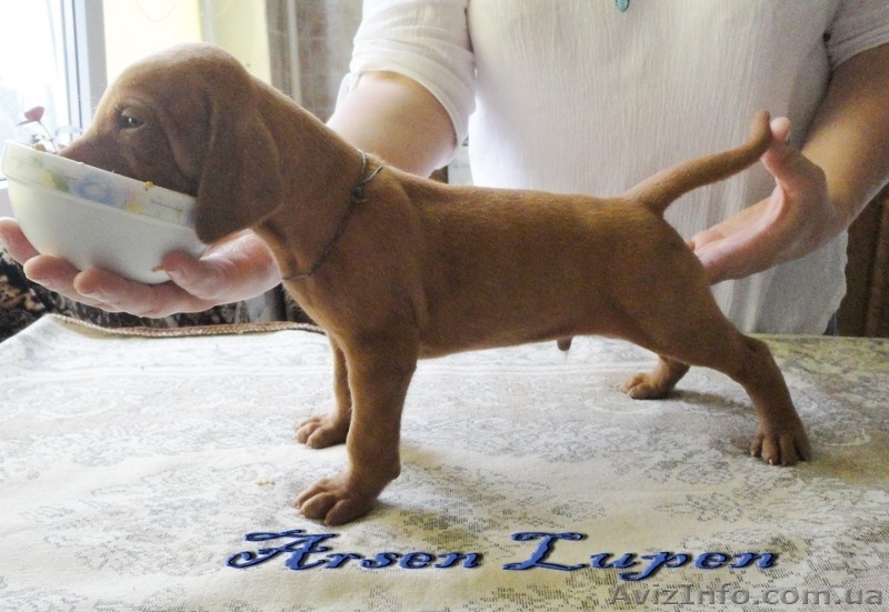 Продаются щенки венгерской легавой выжлы (к/ш) - <ro>Изображение</ro><ru>Изображение</ru> #1, <ru>Объявление</ru> #45652