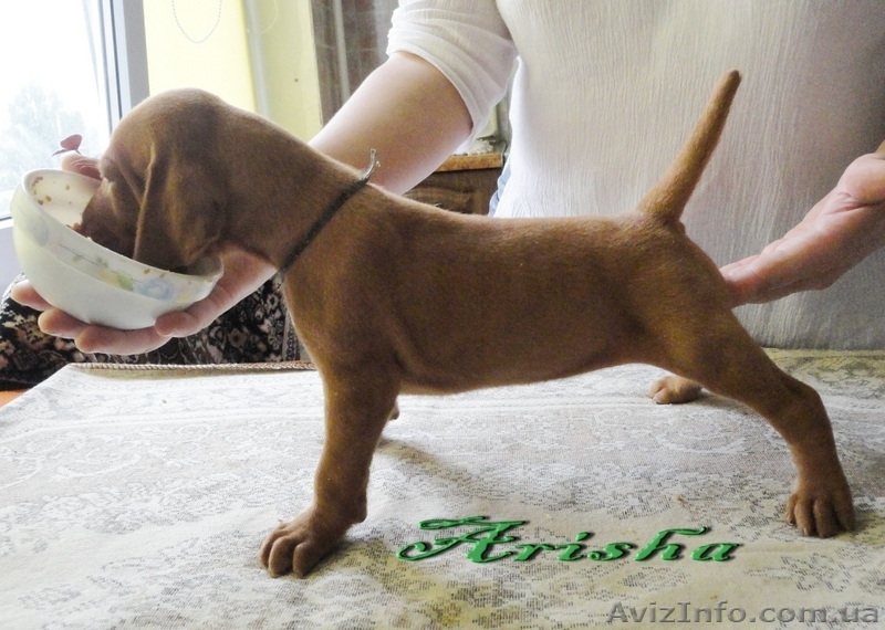 Продаются щенки венгерской легавой выжлы (к/ш) - <ro>Изображение</ro><ru>Изображение</ru> #2, <ru>Объявление</ru> #45652