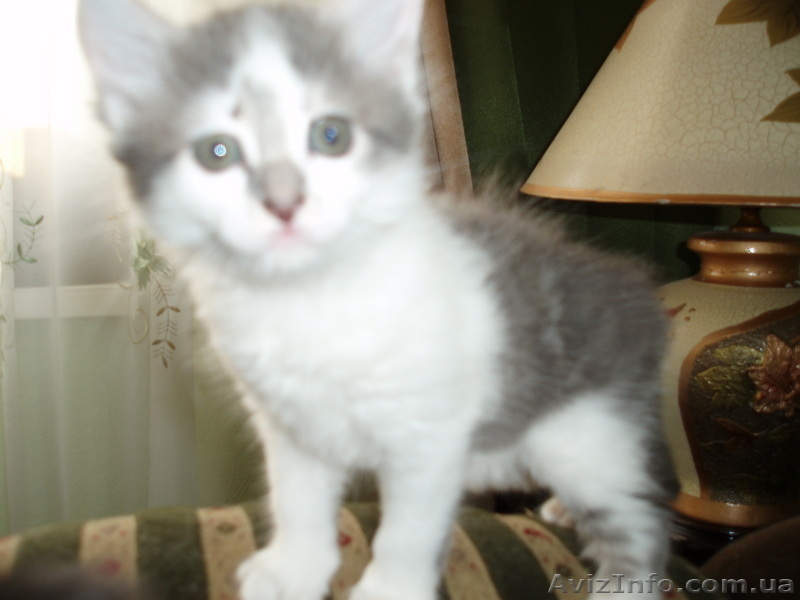Котята домашние 2,5 мес. - <ro>Изображение</ro><ru>Изображение</ru> #2, <ru>Объявление</ru> #42161