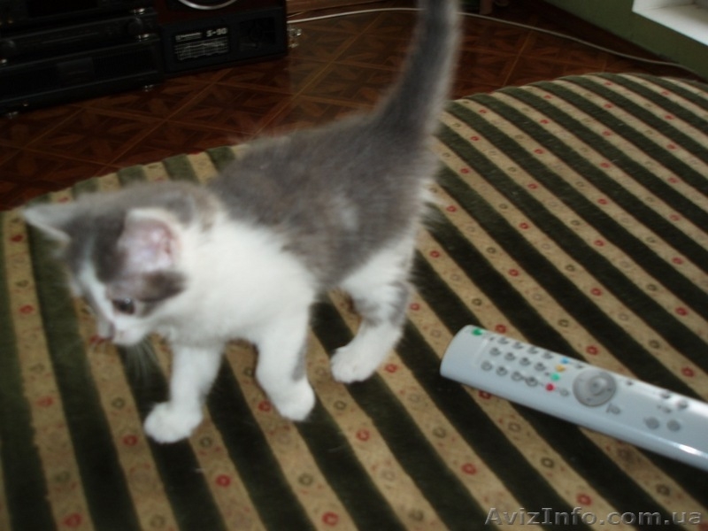 Котята домашние 2,5 мес. - <ro>Изображение</ro><ru>Изображение</ru> #3, <ru>Объявление</ru> #42161
