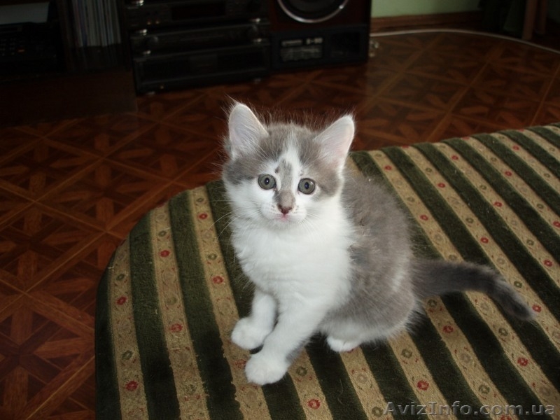 Котята домашние 2,5 мес. - <ro>Изображение</ro><ru>Изображение</ru> #4, <ru>Объявление</ru> #42161