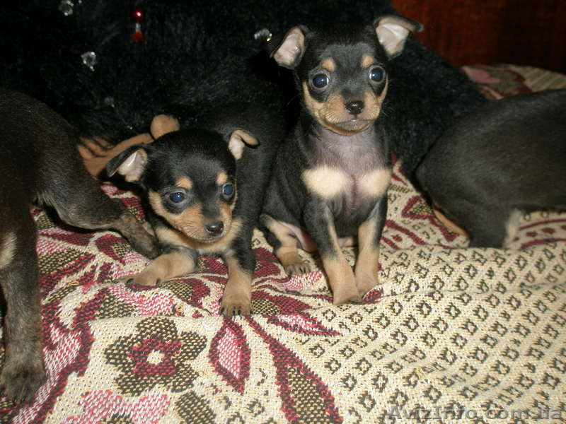 продам щенков той-терьера - <ro>Изображение</ro><ru>Изображение</ru> #1, <ru>Объявление</ru> #43242