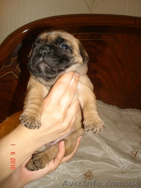 Продам щенков французского бульдога - <ro>Изображение</ro><ru>Изображение</ru> #2, <ru>Объявление</ru> #40581