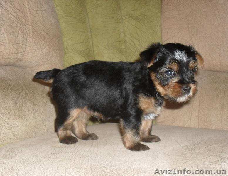 Продаются Щенки йоркширского терьера - <ro>Изображение</ro><ru>Изображение</ru> #1, <ru>Объявление</ru> #40291