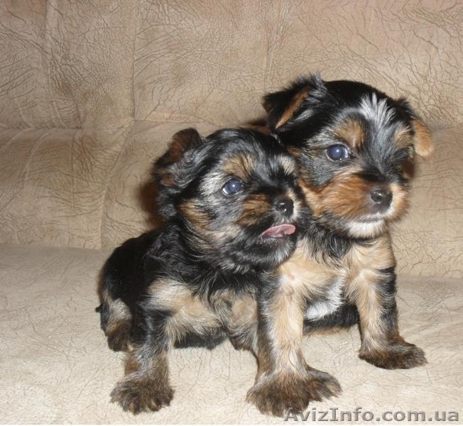 Продаются Щенки йоркширского терьера - <ro>Изображение</ro><ru>Изображение</ru> #3, <ru>Объявление</ru> #40291