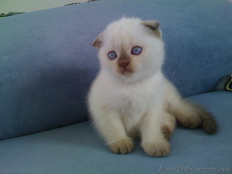 Котята скоттиш фолд.  - <ro>Изображение</ro><ru>Изображение</ru> #1, <ru>Объявление</ru> #57087