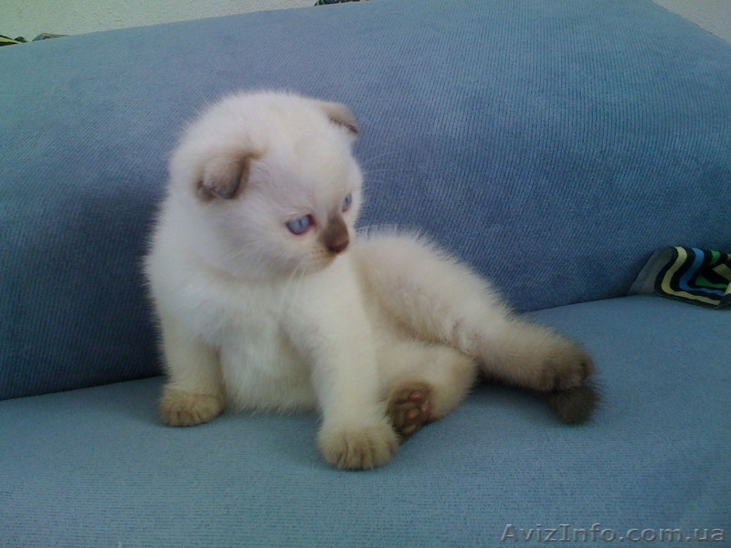 Котята скоттиш фолд.  - <ro>Изображение</ro><ru>Изображение</ru> #2, <ru>Объявление</ru> #57087
