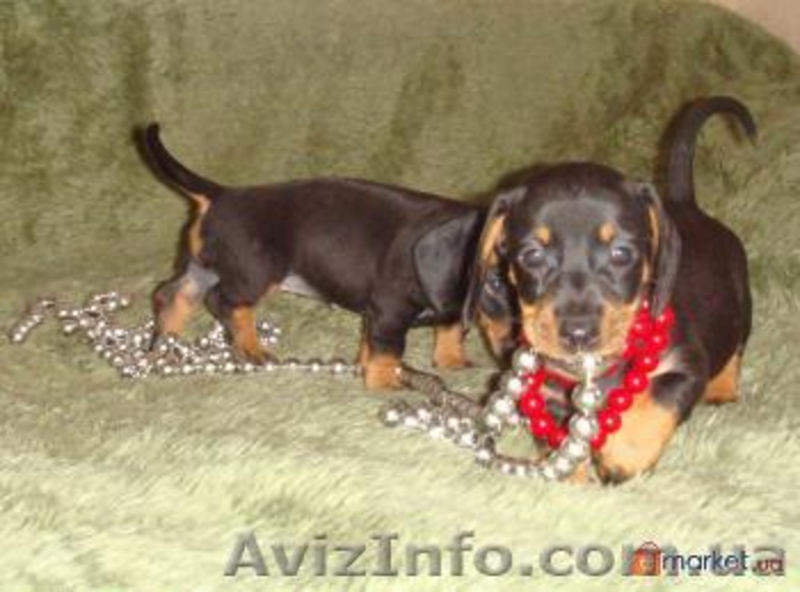 такса прекрасный друг   - <ro>Изображение</ro><ru>Изображение</ru> #2, <ru>Объявление</ru> #49147