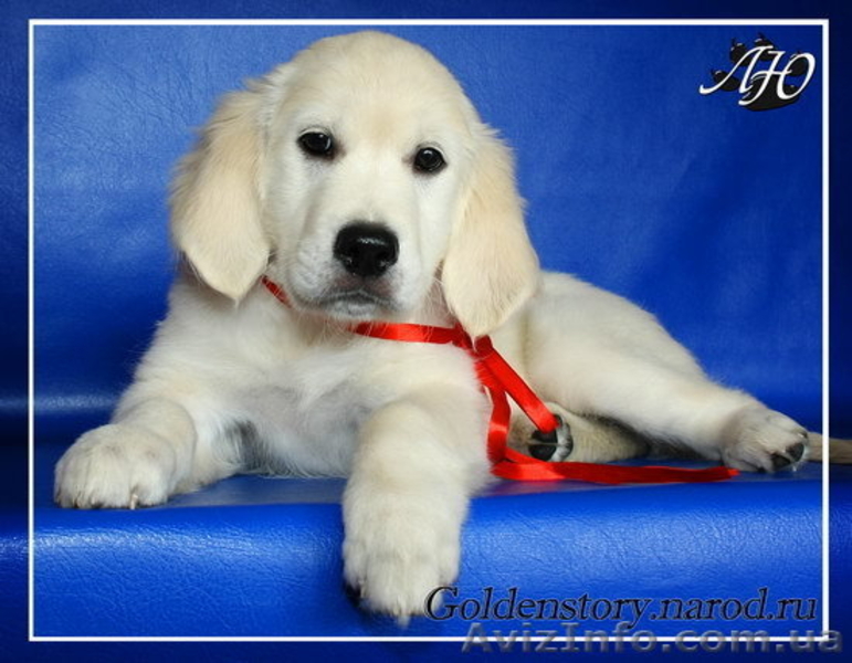 Щенки Золотистого Ретривера - <ro>Изображение</ro><ru>Изображение</ru> #2, <ru>Объявление</ru> #47825