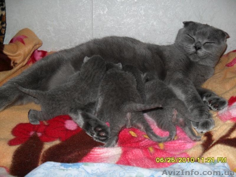 Скоттиш страйт  - <ro>Изображение</ro><ru>Изображение</ru> #1, <ru>Объявление</ru> #58221