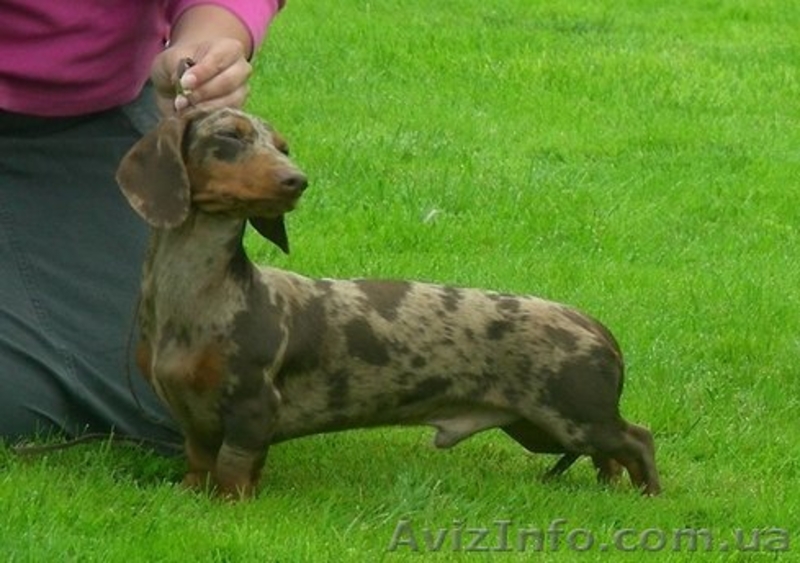 такса прекрасный друг   - <ro>Изображение</ro><ru>Изображение</ru> #3, <ru>Объявление</ru> #49147