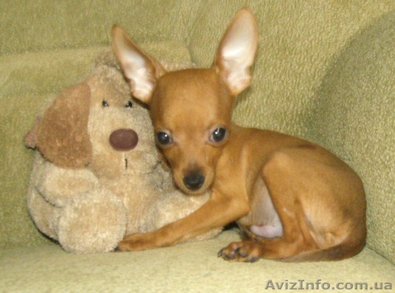 Той терьер мальчик.МИНИ - <ro>Изображение</ro><ru>Изображение</ru> #1, <ru>Объявление</ru> #52399