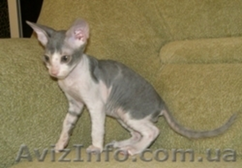 Котята Донского сфинкса.  - <ro>Изображение</ro><ru>Изображение</ru> #1, <ru>Объявление</ru> #52403