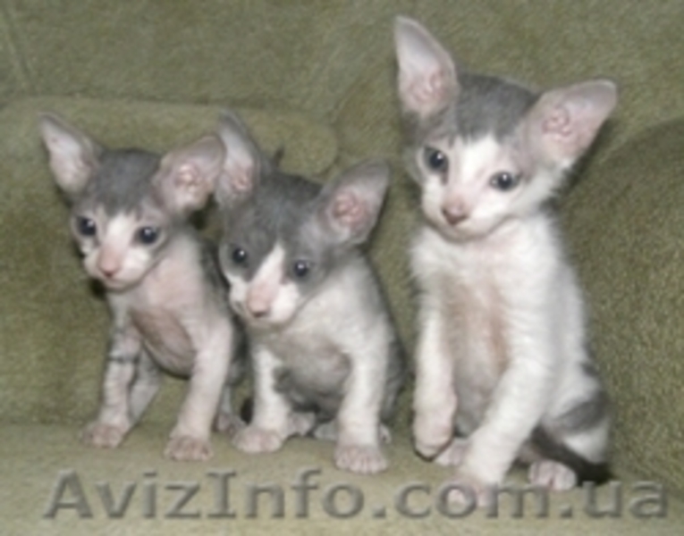 Котята ДОнского сфинкса. Срочно продам - <ro>Изображение</ro><ru>Изображение</ru> #1, <ru>Объявление</ru> #51039