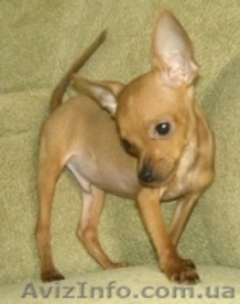 Той терьер мальчик.МИНИ - <ro>Изображение</ro><ru>Изображение</ru> #2, <ru>Объявление</ru> #52399